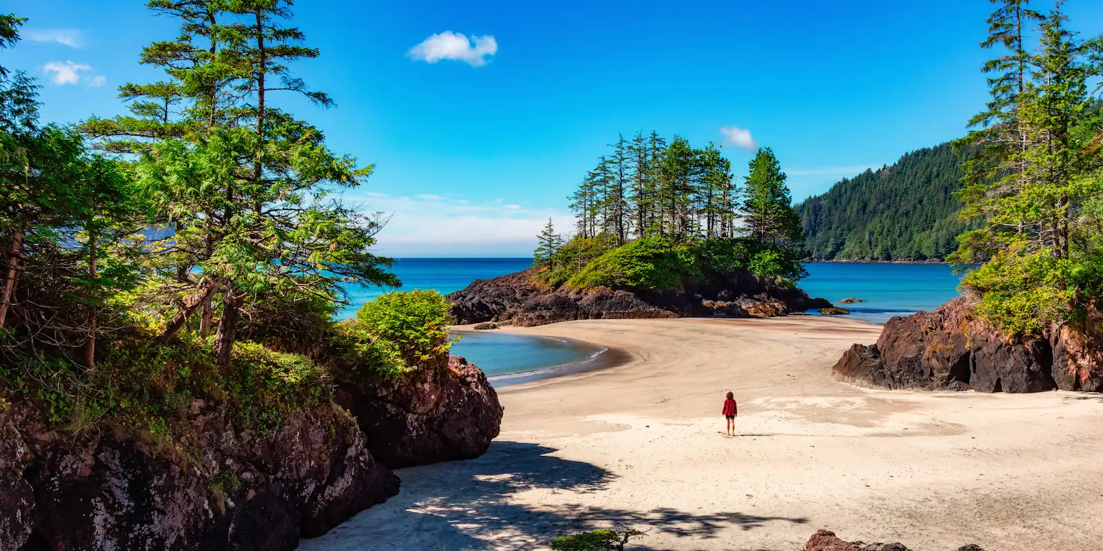 Beachcomber - San Josef Bay - Trees