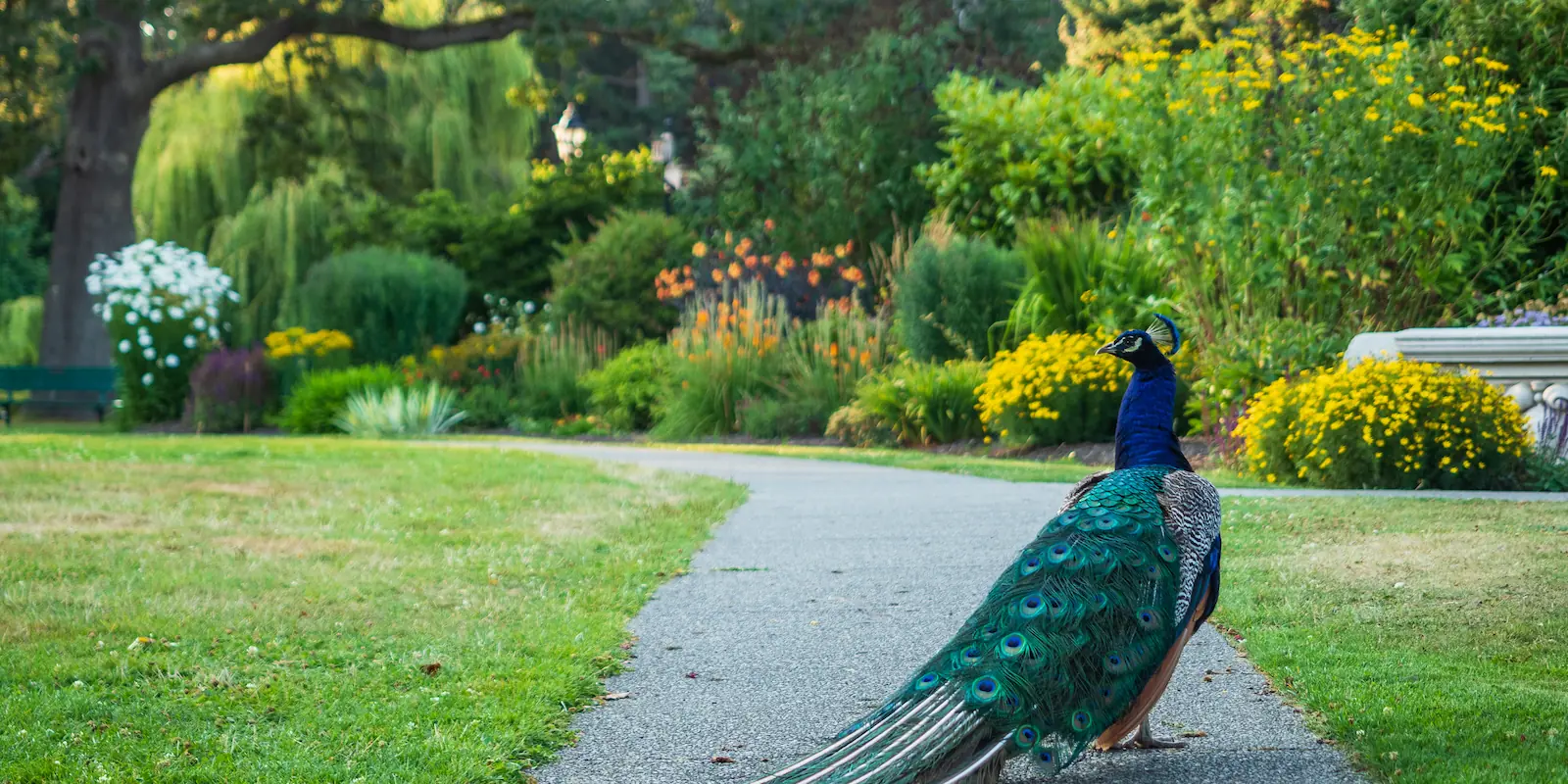 Explorer - Beacon Hill Park - Peacock