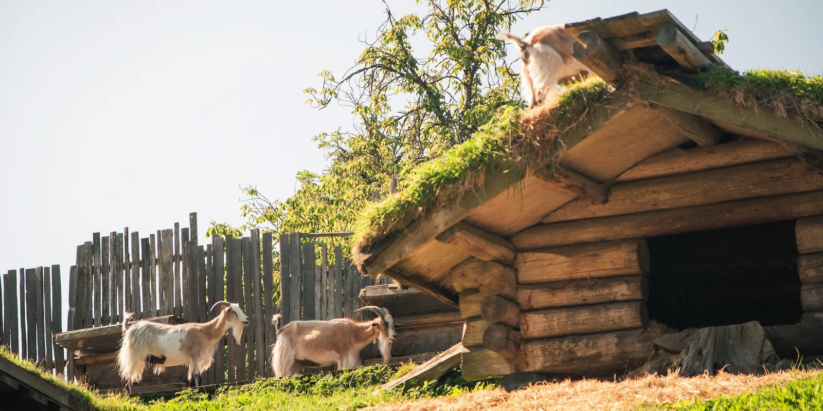 Explorer - Goats on the Roof - Coombs