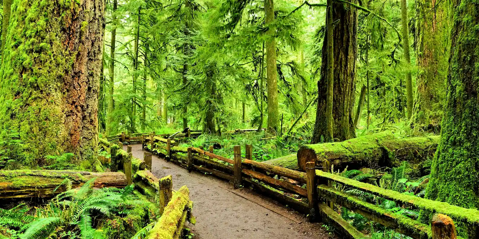 Pathfinder - Cathedral Grove Path