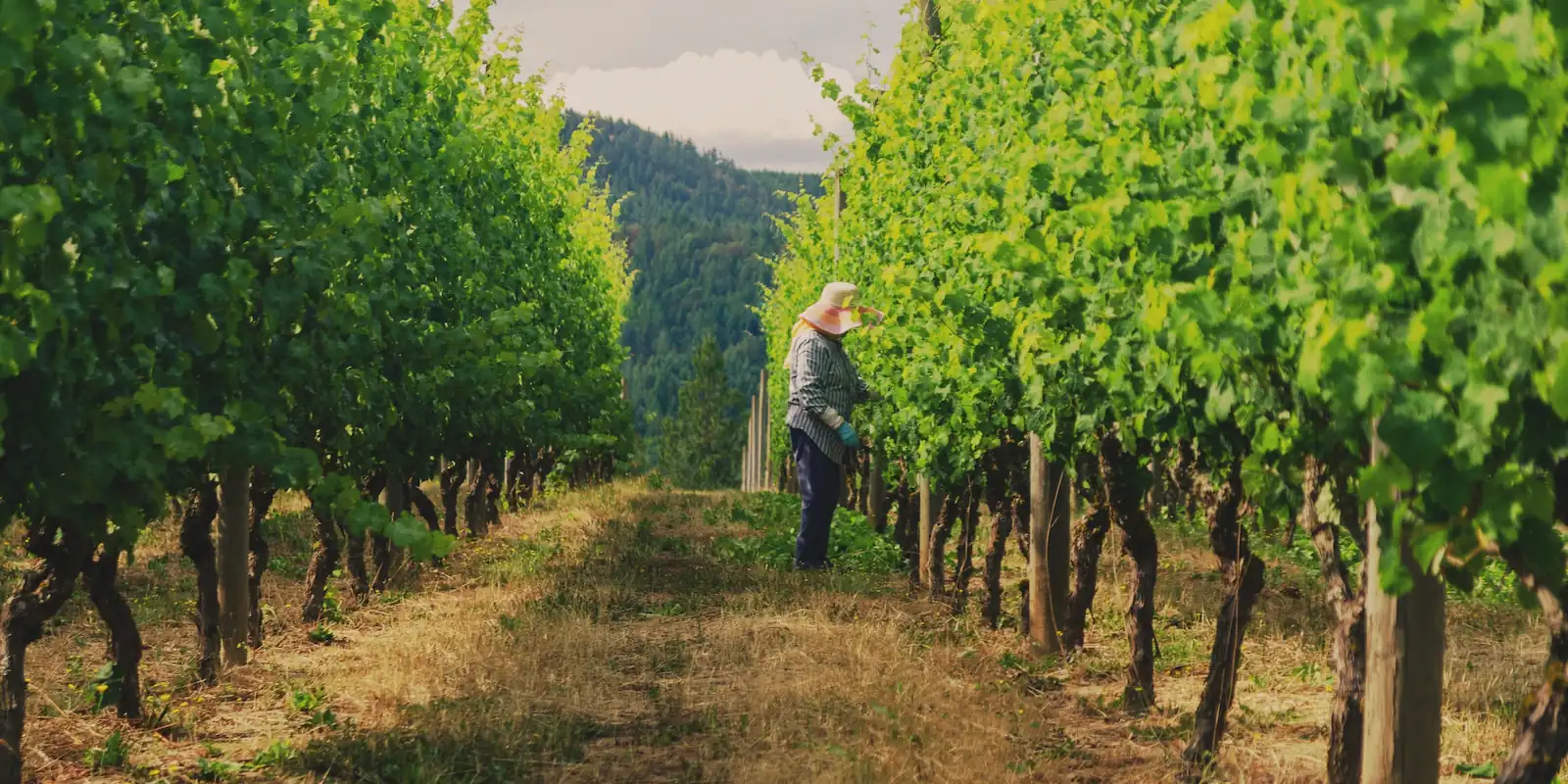 connoisseur - Venturi-Schulze Vineyards - Cowichan valley